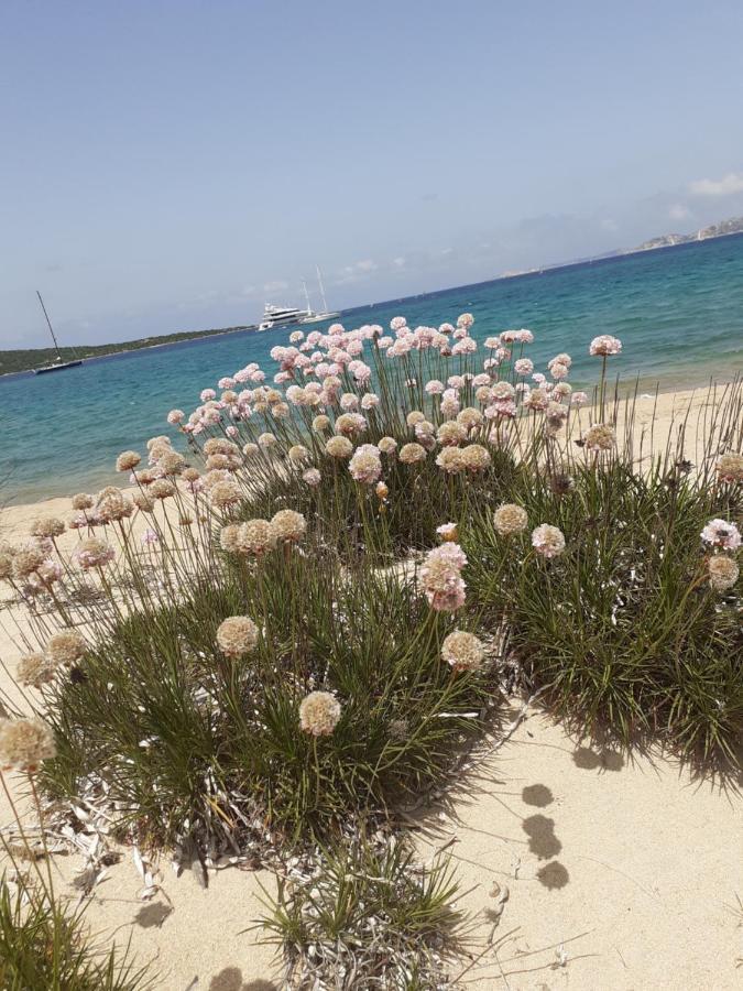 Gli Olivastri Con Piscina,Solarium, Vista Mare ,Sole -Mare E Tanta Natura ,Climatizzatore,Wifi Aglientu Eksteriør billede