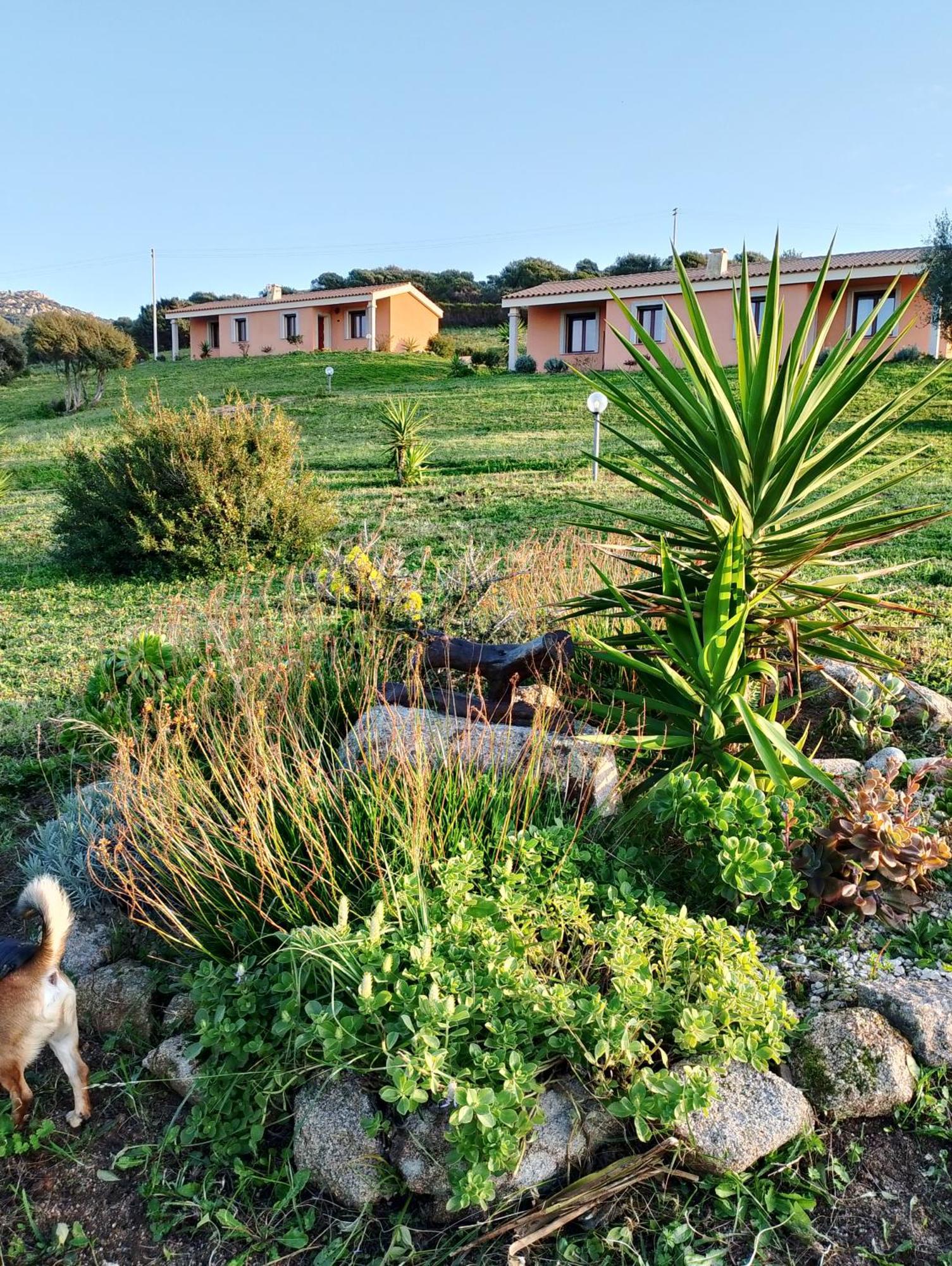 Gli Olivastri Con Piscina,Solarium, Vista Mare ,Sole -Mare E Tanta Natura ,Climatizzatore,Wifi Aglientu Eksteriør billede