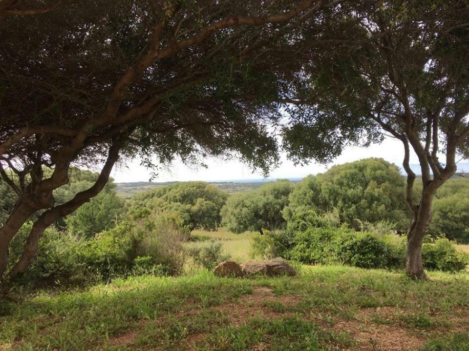 Gli Olivastri Con Piscina,Solarium, Vista Mare ,Sole -Mare E Tanta Natura ,Climatizzatore,Wifi Aglientu Eksteriør billede